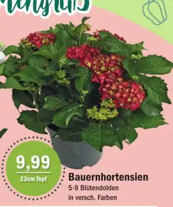 Aktiv Irma Bauernhortensien Angebot