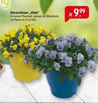 Raiffeisen Markt Hornveilchen „viola” Angebot