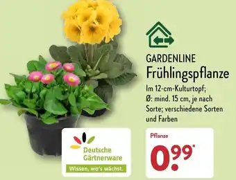 Aldi Nord Gardenline Frühlingspflanze Angebot