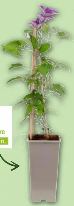 Aldi Nord Clematis Angebot