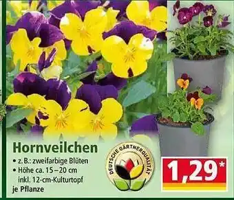 Norma Hornveilchen Angebot