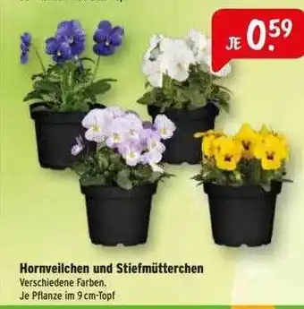 Raiffeisen Markt Hornveilchen und stiefmütterchen verschiedene farben. Angebot