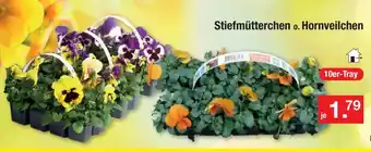 Zimmermann Stiefmutterchen o. Hornveilchen 10er-Tray Angebot