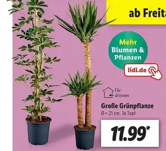 Lidl Große Grünpflanze Angebot