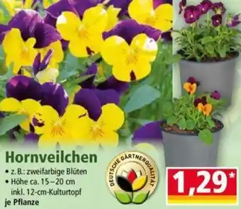 Norma Hornveilchen Angebot