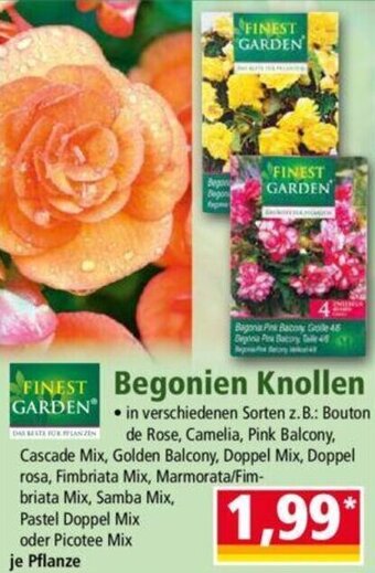 Norma Finest Garden Begonien Knollen Angebot