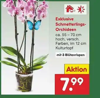 Netto Marken-Discount Exklusive Schmetterlings-orchideen Angebot