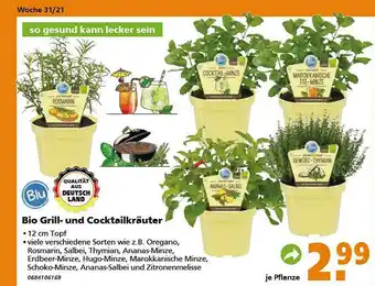 Globus Baumarkt Bio Grill- Und Cocktailkräuter Angebot