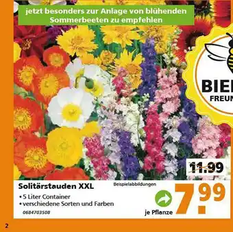 Globus Baumarkt Solitärstauden XXL Angebot