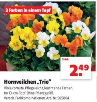 Hagebau Hornveilchen Trio Angebot