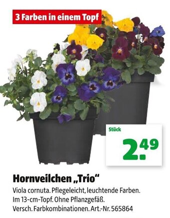 Hagebau Hornveilchen Trio Angebot