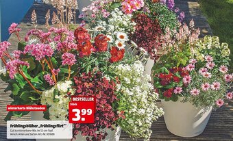 Hagebau Frühlingsblüher Frühlingsflirt Angebot