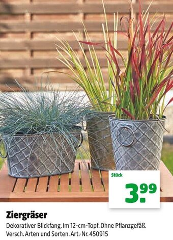 Hagebau Ziergräser Angebot