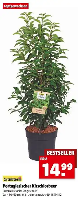 Hagebau Gartenkrone Portugiesischer Kirschlorbeer Angebot