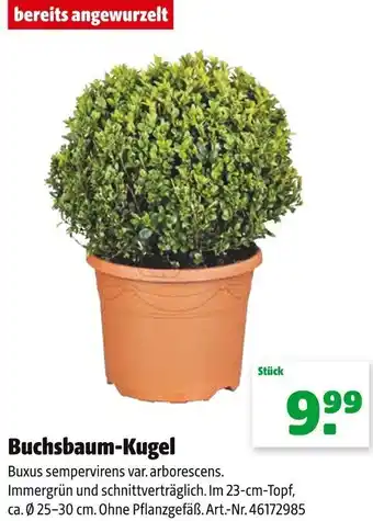 Hagebau Buchsbaum Kugel Angebot