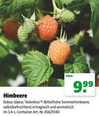 Hagebau Himbeere Angebot