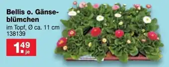 RL-Fundgrube Bellis o. Ganseblumchen Angebot