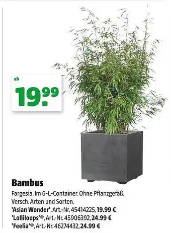Hagebau Bambus Angebot