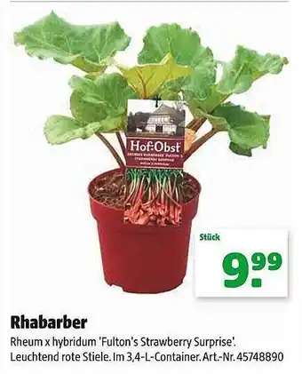 Hagebau Rhabarber Angebot