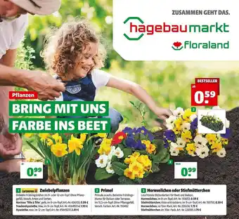 Hagebau Zwiebelpflanzen, primel oder hornweilchen oder stiefmütterchen Angebot