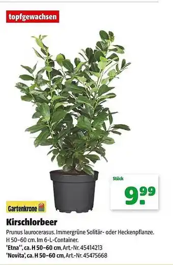 Hagebau Gartenkrone krischlorbeer Angebot