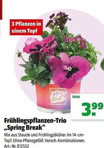 Hagebau Frühlingspflanzen-trio „spring break“ Angebot