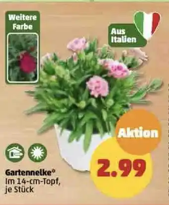 PENNY Gartennelke* 14 cm Angebot