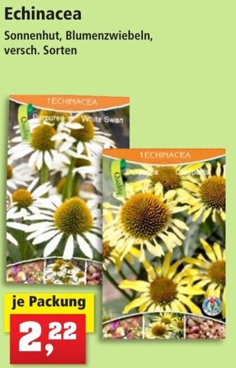 Thomas Philipps Echinacea Angebot