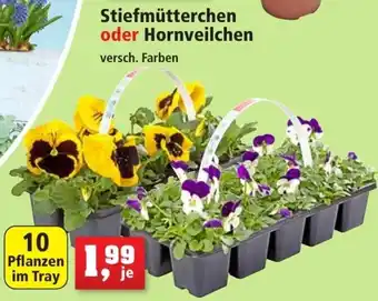 Thomas Philipps Stiefmütterchen oder Hornveilchen Angebot