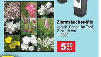 RL-Fundgrube Ziersträucher-mix Angebot