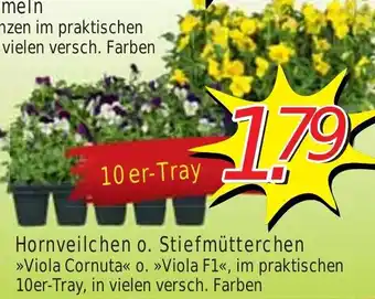 Wiglo Wunderland Hornveilchen o. Stiefmütterchen 10er Tray Angebot