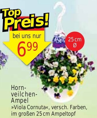 Wiglo Wunderland Hornveilchen - Ampel Angebot