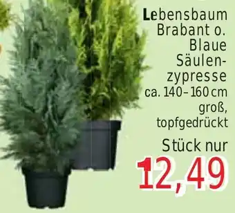 Wiglo Wunderland Lebensbaum Brabant o. Blaue Säulenzypresse ca. 140-160 cm Angebot