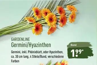 Aldi Nord Gardenline Germini/Hyazinthen Angebot