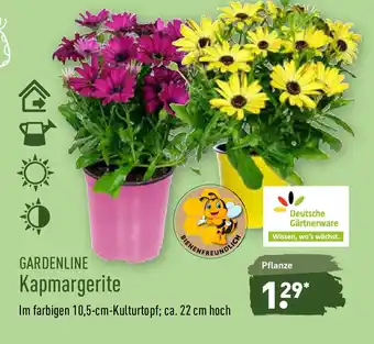 Aldi Nord Gardenline Kapmargerite Angebot