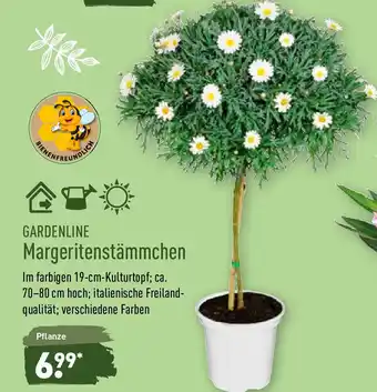 Aldi Nord Gardenline Margeritenstämmchen Angebot