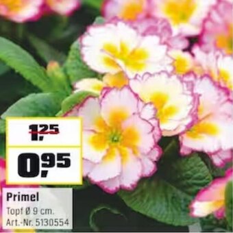 OBI Primel Angebot