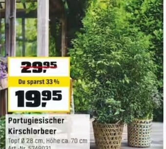 OBI Portugiesischer Kirschlorbeer Angebot
