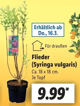 Lidl Flieder (Syringa vulgaris) Angebot