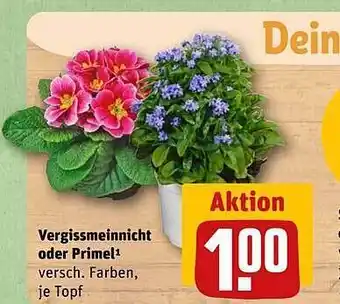 REWE Vergissmeinnicht oder primel Angebot