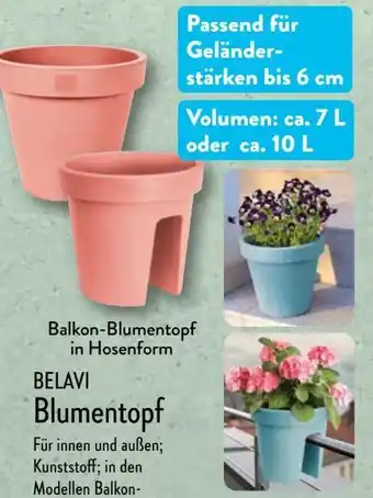 Aldi Nord Blumentopf Angebot