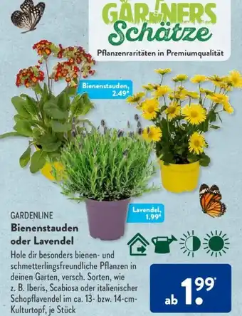 Aldi Süd Gardenline Bienenstauden oder Lavendel Angebot