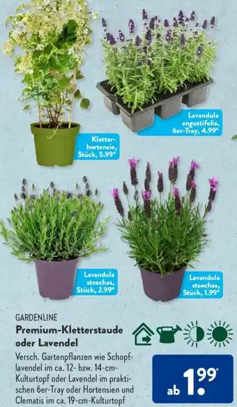 Aldi Süd Gardenline Premium Kletterstaude oder Lavendel Angebot