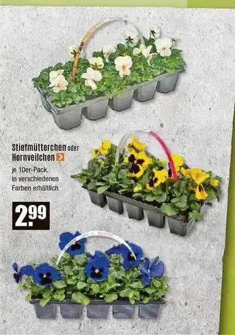 V Baumarkt Stiefmütterchen oder hornveilchen Angebot