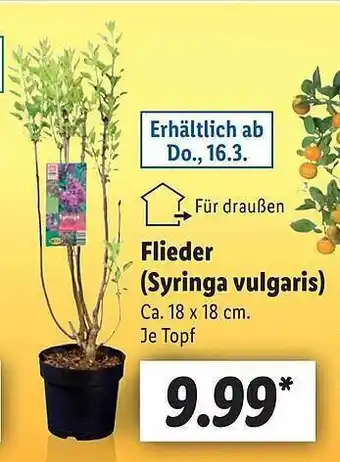 Lidl Flieder (syringa vulgaris) Angebot