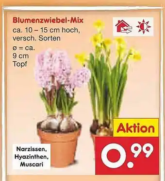 Netto Marken-Discount Blumenzwiebel-mix Angebot