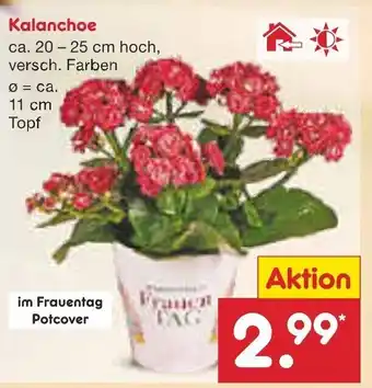 Netto Marken-Discount Kalanchoe 20-25 cm Angebot