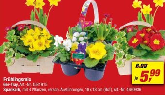 toom Baumarkt Frühlingsmix Angebot