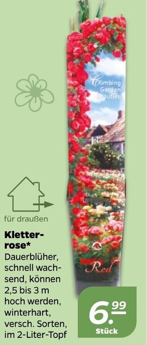 NETTO Kletterrose Angebot