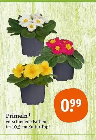 tegut Primeln Angebot